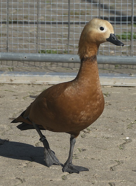 并且兰德尔